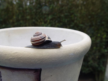 Schnecke auf Blumentopfrand